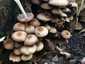 Barna porhanyósgomba (Psathyrella piluliformis), Somogy